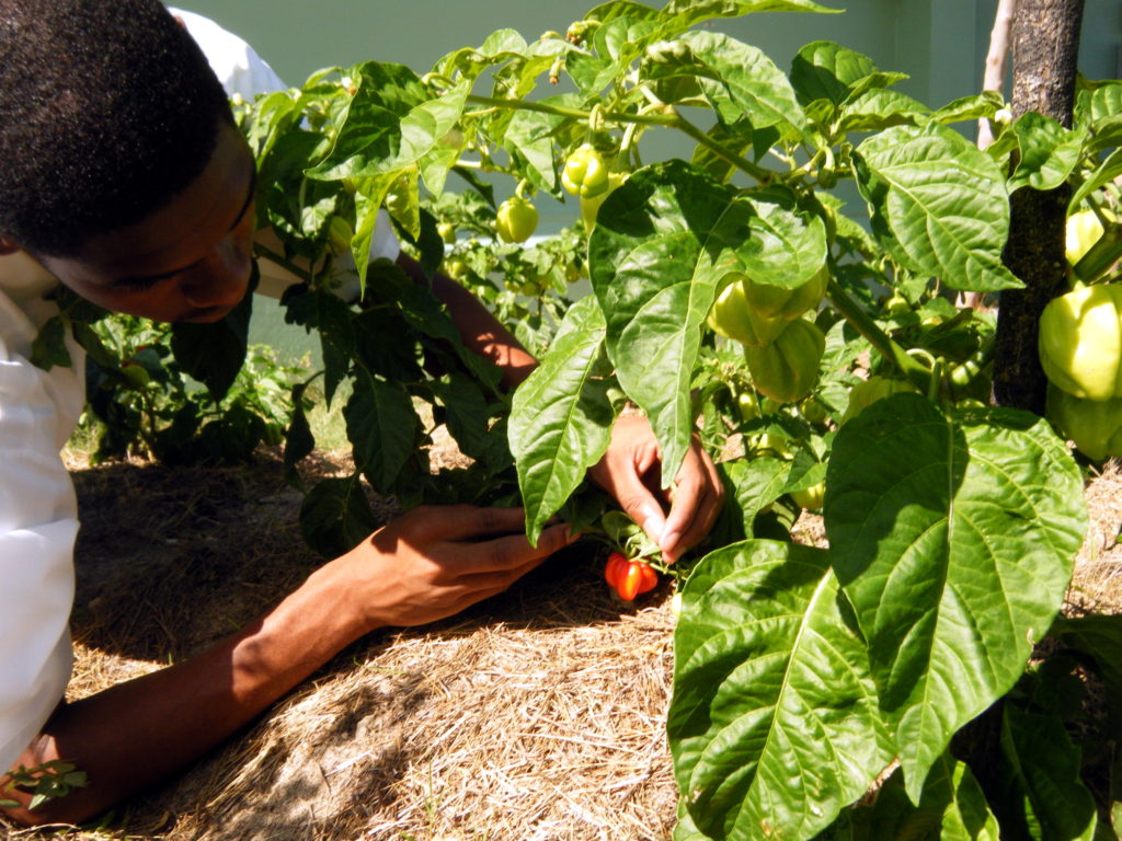 Hot-pepper-plants-and-fruits-being-examined-for-differences-in-fruit-yield-and-quality-1024x768