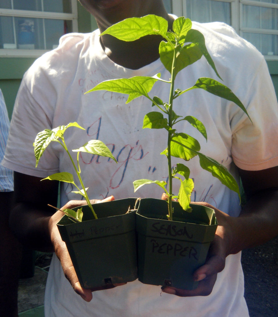 Season-peppers-after-3-months.-The-larger-plant-is-growing-in-limestone-soil-mixed-with-volcanic-ash-on-the-right-vs-the-control-on-the-left-900x1024