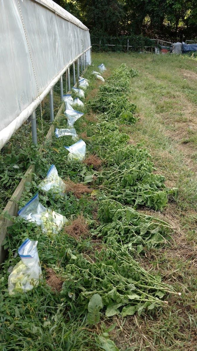 7. Part of the harvest